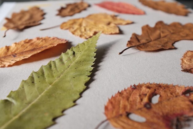 Photo vue d'angle élevé des feuilles d'automne sur la table