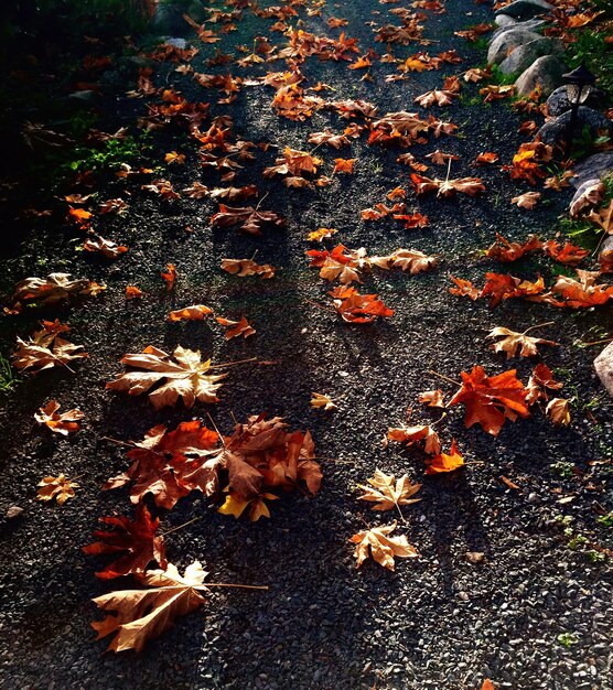 Vue d'angle élevé des feuilles d'automne tombées sur le champ