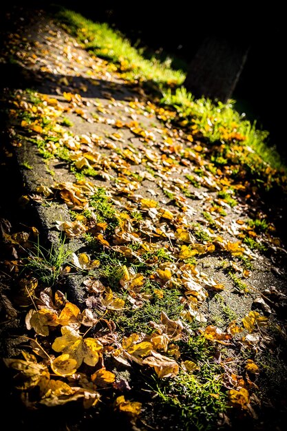 Photo vue d'un angle élevé des feuilles d'automne
