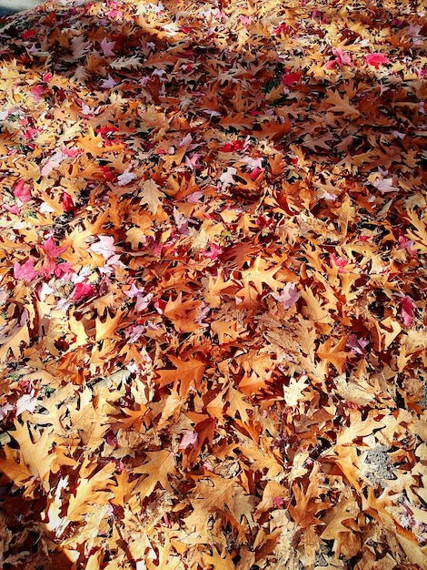 Photo vue d'angle élevé des feuilles d'érable dans le parc en automne