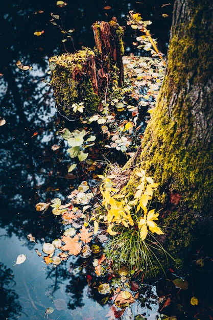 Photo vue d'angle élevé des feuilles d'érable flottant sur l'eau