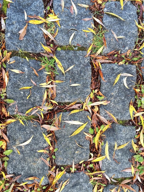 Photo vue d'angle élevé des feuilles d'érable sur la plante