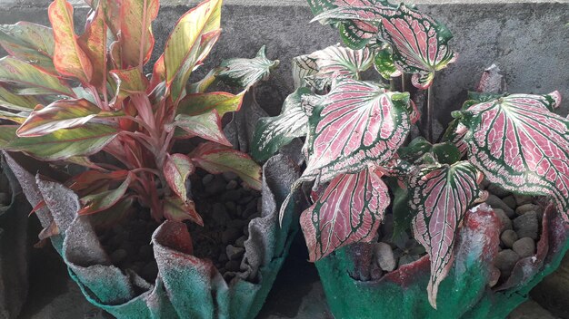 Vue d'angle élevé des feuilles multicolores sur la plante