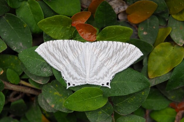 Photo vue d'angle élevé des feuilles de plantes à fleurs blanches