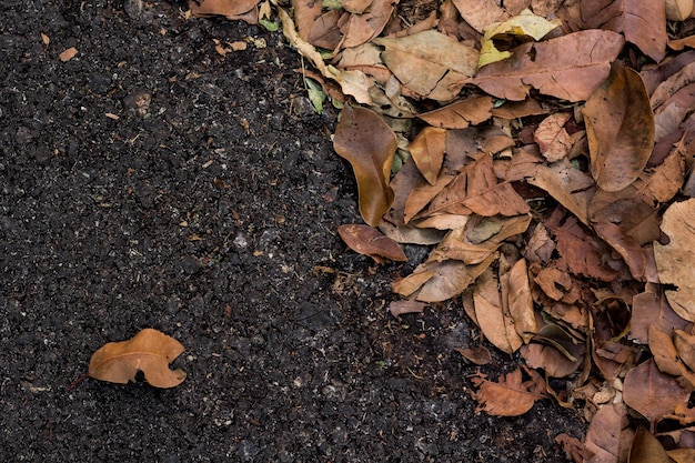 Vue d'angle élevé des feuilles séchées sur le champ