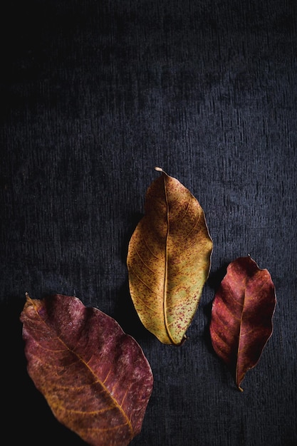 Vue d'angle élevé des feuilles séchées sur la table