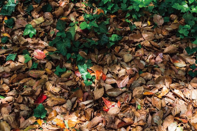 Vue d'angle élevé des feuilles sèches sur le champ