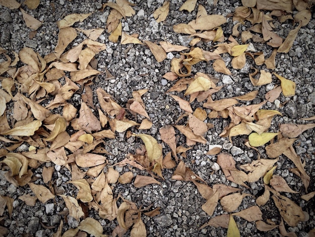 Vue d'angle élevé des feuilles sèches et des pierres sur le sol