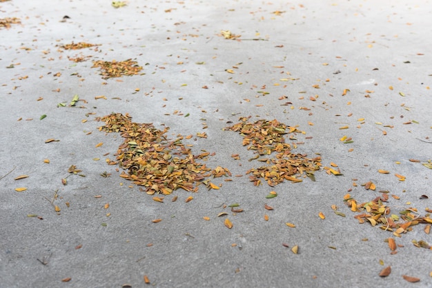 Vue d'angle élevé des feuilles sèches sur le sable