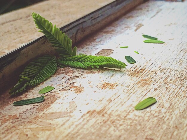 Vue d'angle élevé des feuilles sur la table