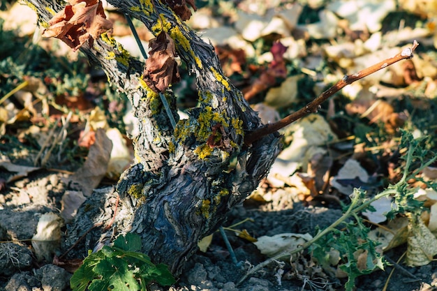 Vue d'angle élevé des feuilles sur le tronc d'un arbre dans la forêt