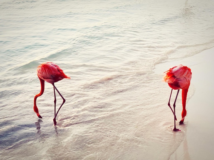 Photo vue d'angle élevé des flamants roses sur la plage