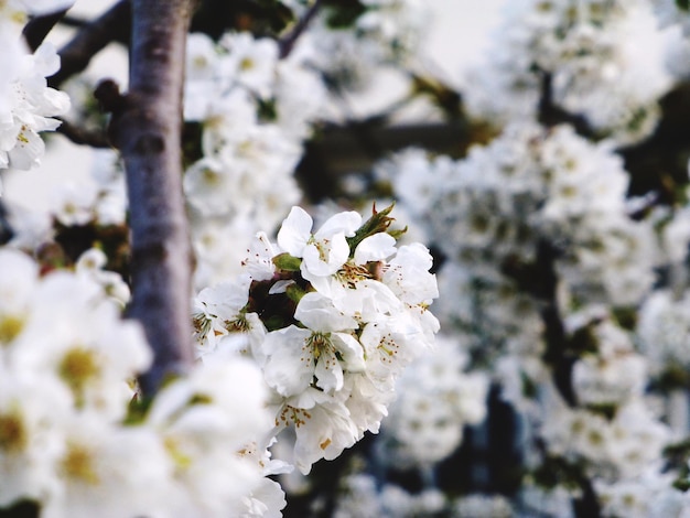 Vue d'angle élevé des fleurs blanches qui fleurissent dans le champ