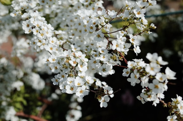 Vue d'angle élevé des fleurs blanches qui fleurissent dans le parc
