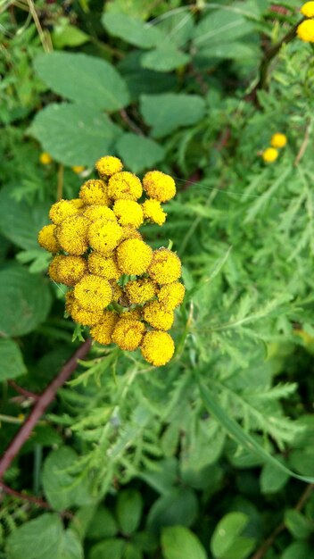 Vue d'angle élevé des fleurs jaunes qui fleurissent dans le parc