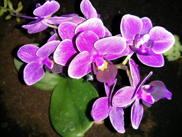 Photo vue d'angle élevé des fleurs d'orchidées violettes sur le champ la nuit