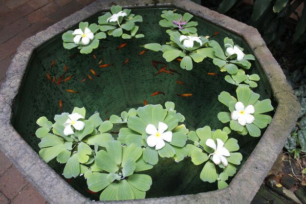 Vue d'angle élevé des fleurs qui fleurissent à l'extérieur