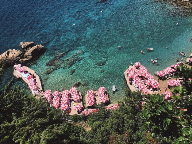 Photo vue d'angle élevé des fleurs roses sur le rivage