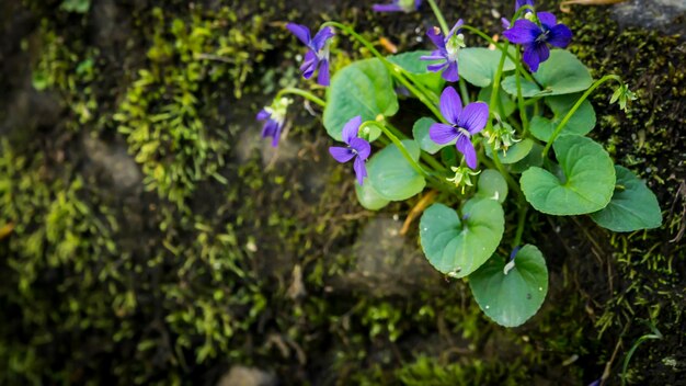 Vue d'angle élevé des fleurs sauvages qui fleurissent à l'extérieur