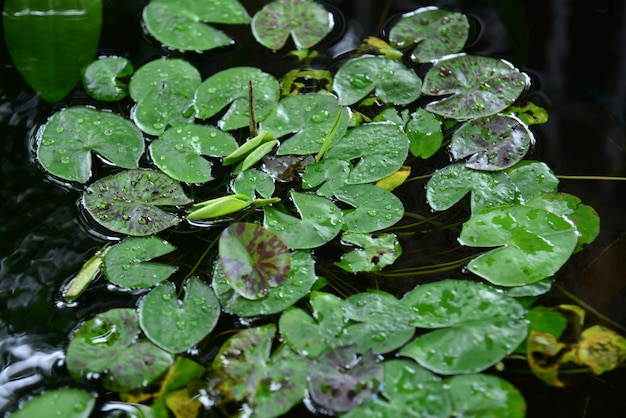 Photo vue d'angle élevé des gouttes de pluie sur les feuilles