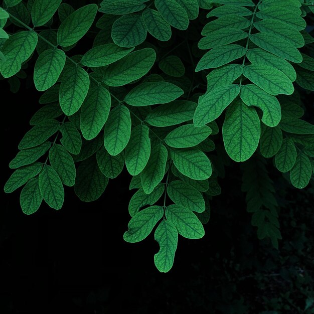 Vue d'angle élevé des gouttes de pluie sur les feuilles