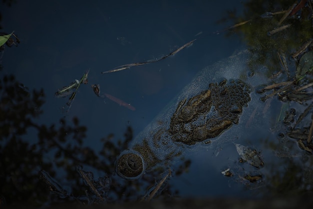 Photo vue d'angle élevé d'un grand crocodile sur le lac sauvage