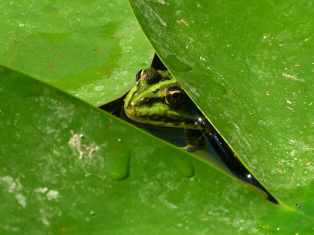 Photo vue d'angle élevé de la grenouille au milieu des feuilles dans le lac