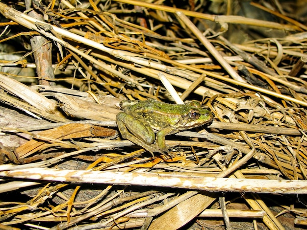 Photo vue d'angle élevé de la grenouille sur le terrain