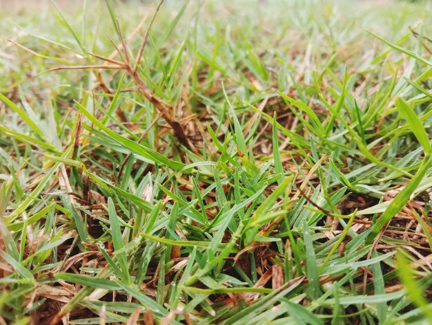 Photo vue d'angle élevé de l'herbe sur le champ