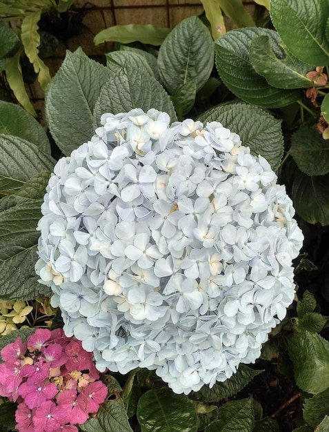 Photo vue d'angle élevé de l'hortensie blanche