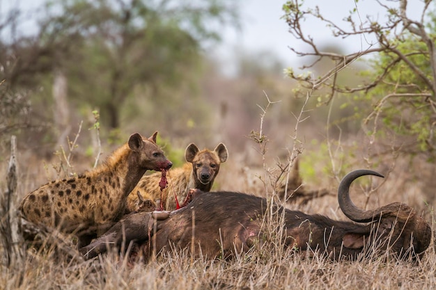 Vue d'angle élevé d'une hyène mangeant un animal mort dans la forêt