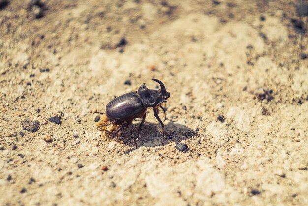 Photo vue d'angle élevé de l'insecte sur le champ