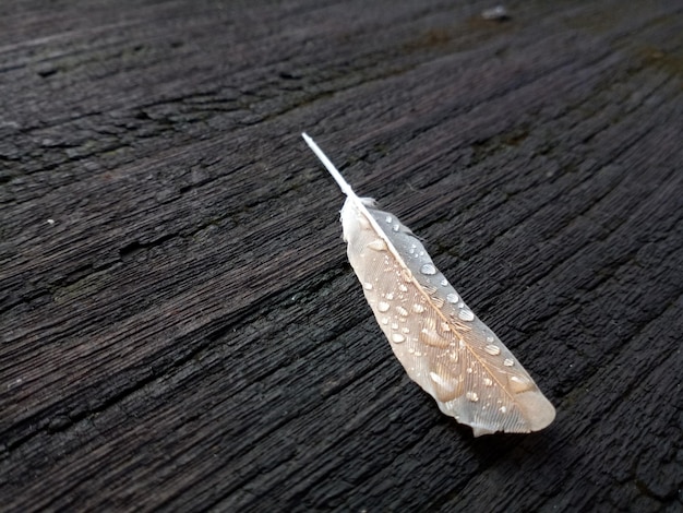 Vue d'angle élevé d'un insecte sur du bois