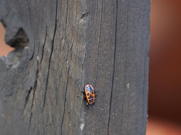 Vue d'angle élevé de l'insecte sur une surface en bois