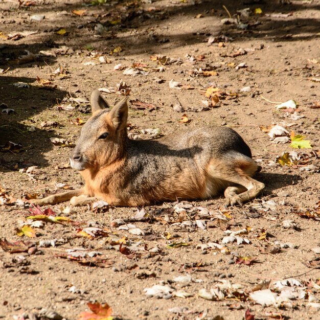 Vue d'angle élevé d'un lapin sur le champ