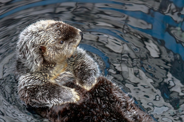 Vue d'angle élevé de la loutre nageant dans le lac