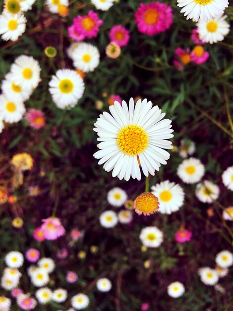 Vue d'angle élevé des marguerites en fleurs à l'extérieur