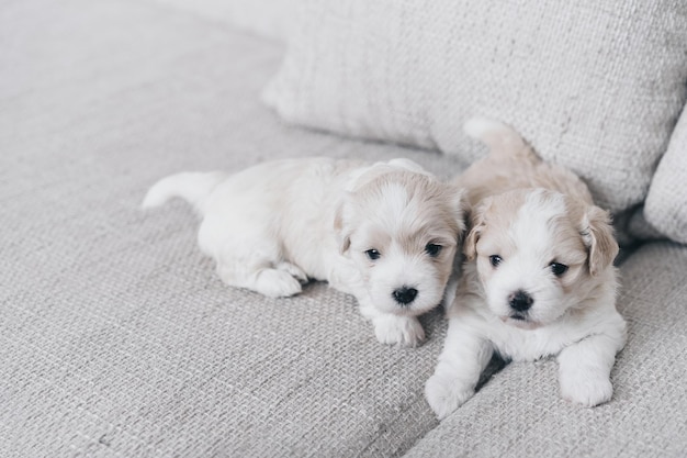 Vue d'angle élevé de mignons chiots sur le canapé