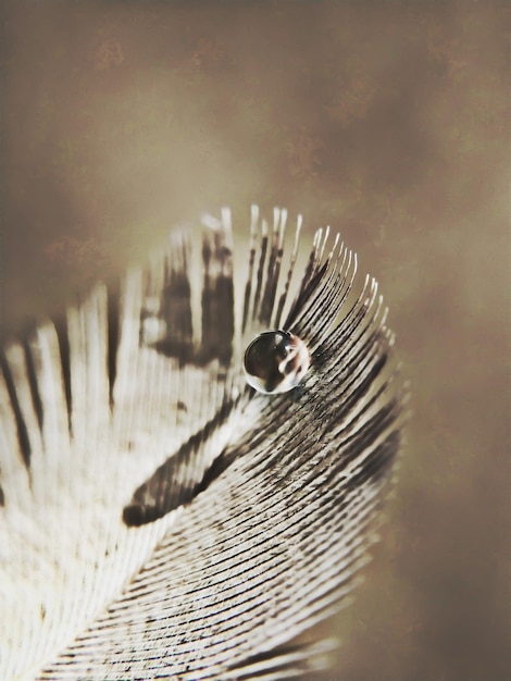 Photo vue d'angle élevé de la mouche domestique sur la table