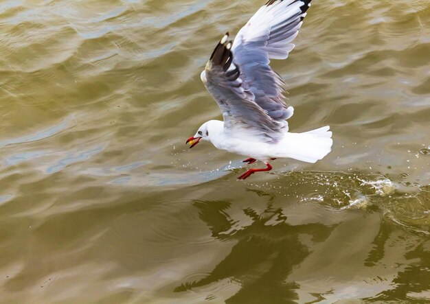 Photo vue d'angle élevé des mouettes volant au-dessus du lac