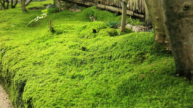 Vue d'angle élevé de la mousse