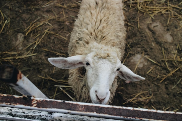 Vue d'angle élevé des moutons sur le champ