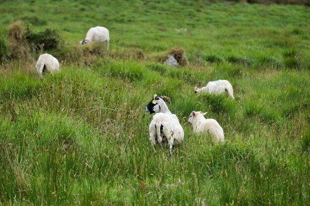 Photo vue d'angle élevé des moutons debout sur un champ herbeux