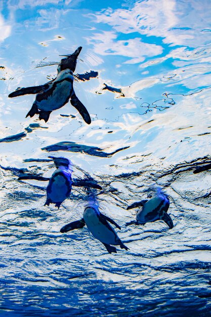 Photo vue d'angle élevé de la natation dans l'aquarium