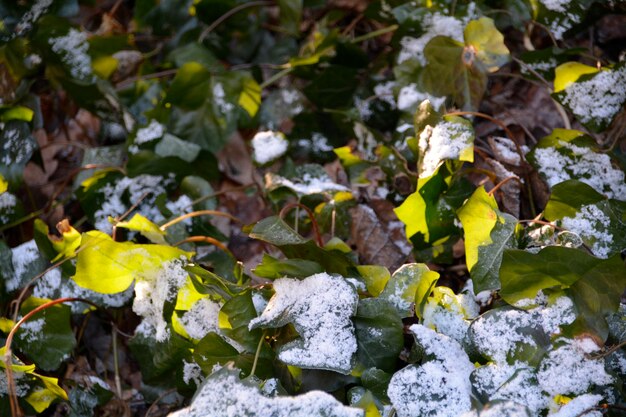 Photo vue d'angle élevé de la neige sur les plantes