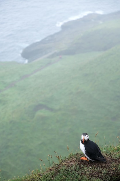 Photo vue d'angle élevé de l'oiseau sur l'eau