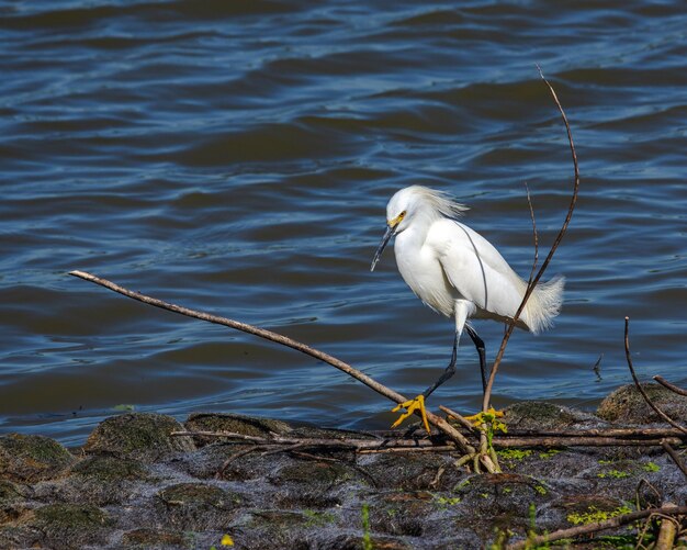 Photo vue d'angle élevé d'un oiseau perché sur le lac