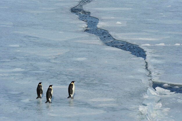 Vue d'angle élevé des oiseaux sur l'eau gelée