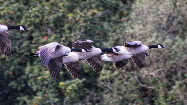 Photo vue d'angle élevé des oiseaux volant au-dessus d'une rivière