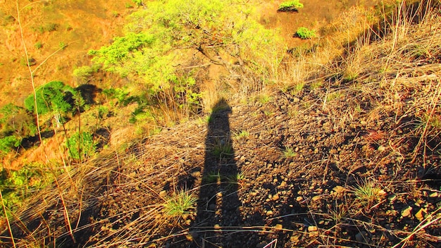 Vue d'angle élevé de l'ombre d'une personne sur le terrain